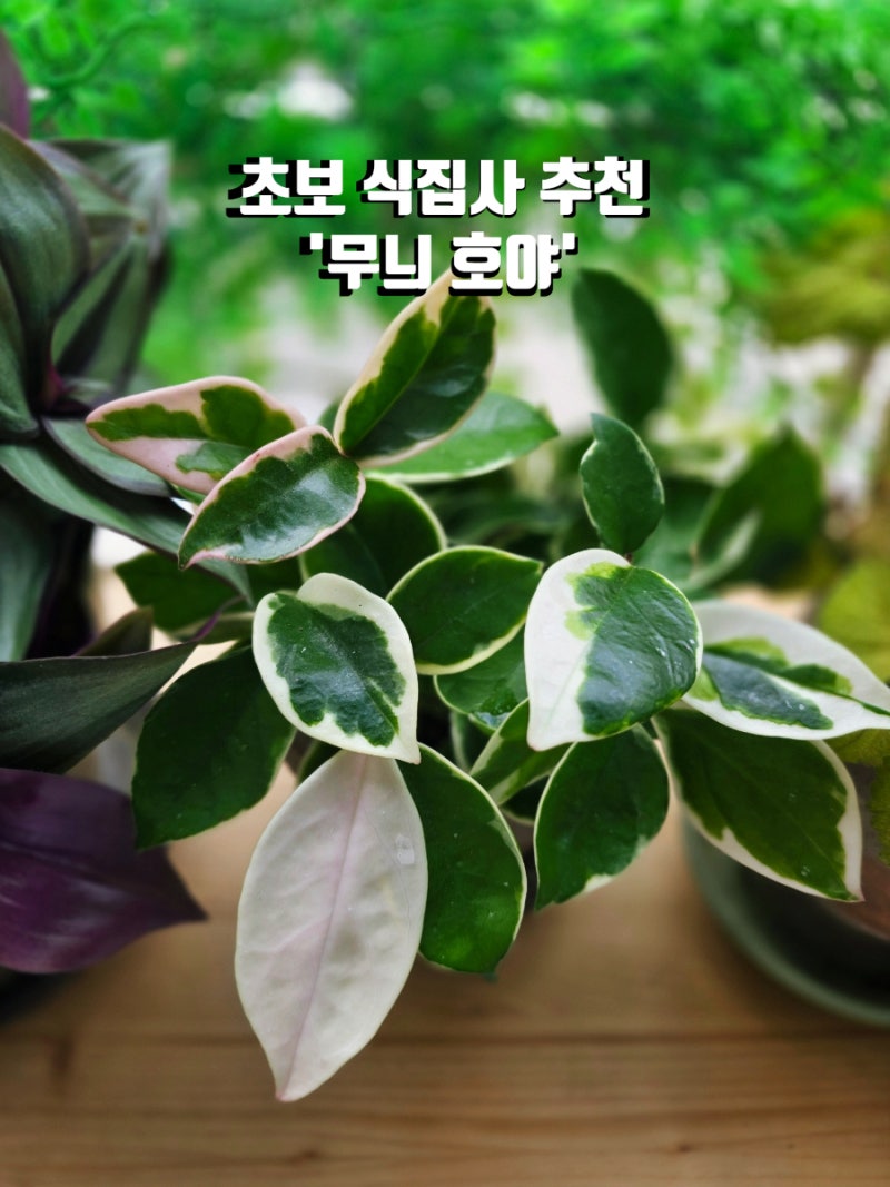 여름 플랜테리어, 초보 식집사를 위한 '무늬 호야' 키우기
