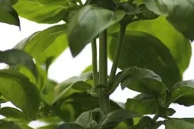 바질 키우기부터 수확, 가지치기, 바질페스토와 파스타 요리까지 한 번에 알아보기
