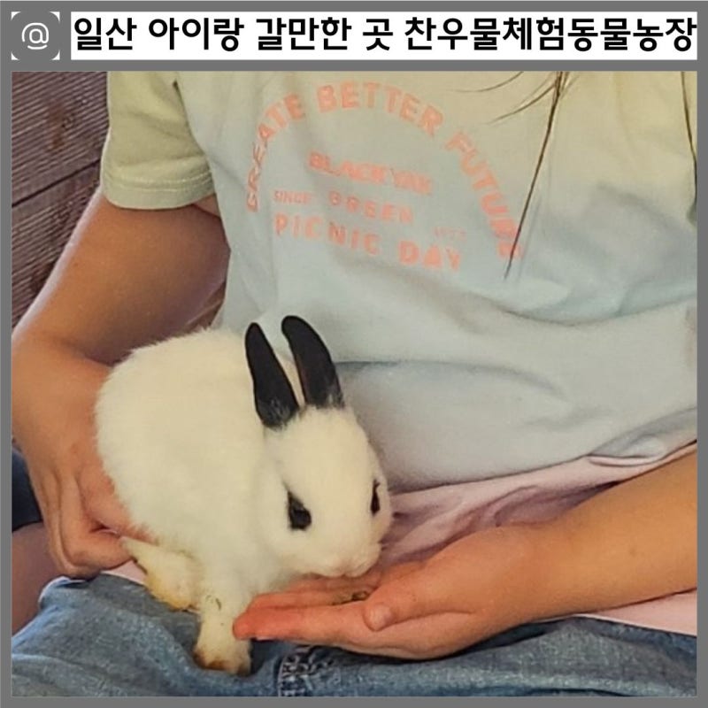 일산 아이랑 갈만한 곳 초등학생 체험 추천 찬우물 체험동물농장 후기