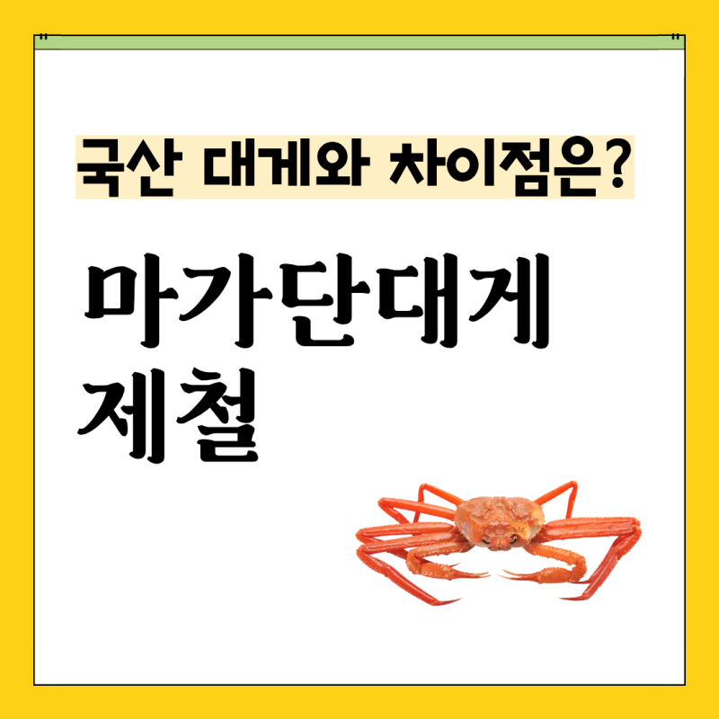 러시아 마가단대게 뜻과 제철, 국산 대게와 차이점 총정리!