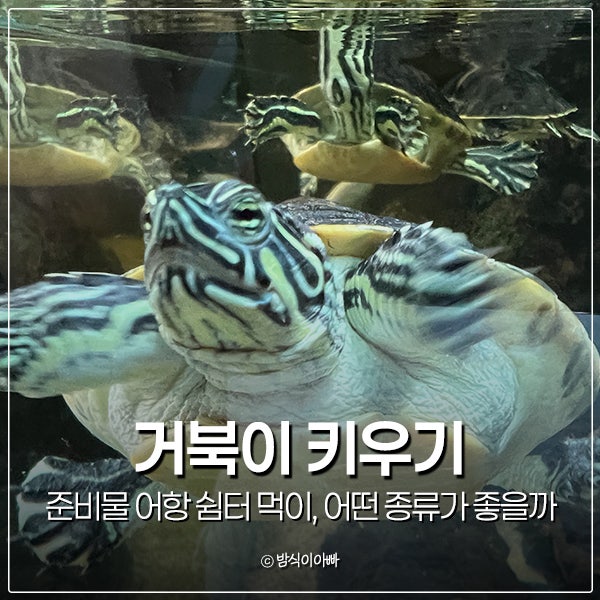 거북이 키우기 준비물 어항 쉼터 먹이, 어떤 거북이 종류가 좋을까