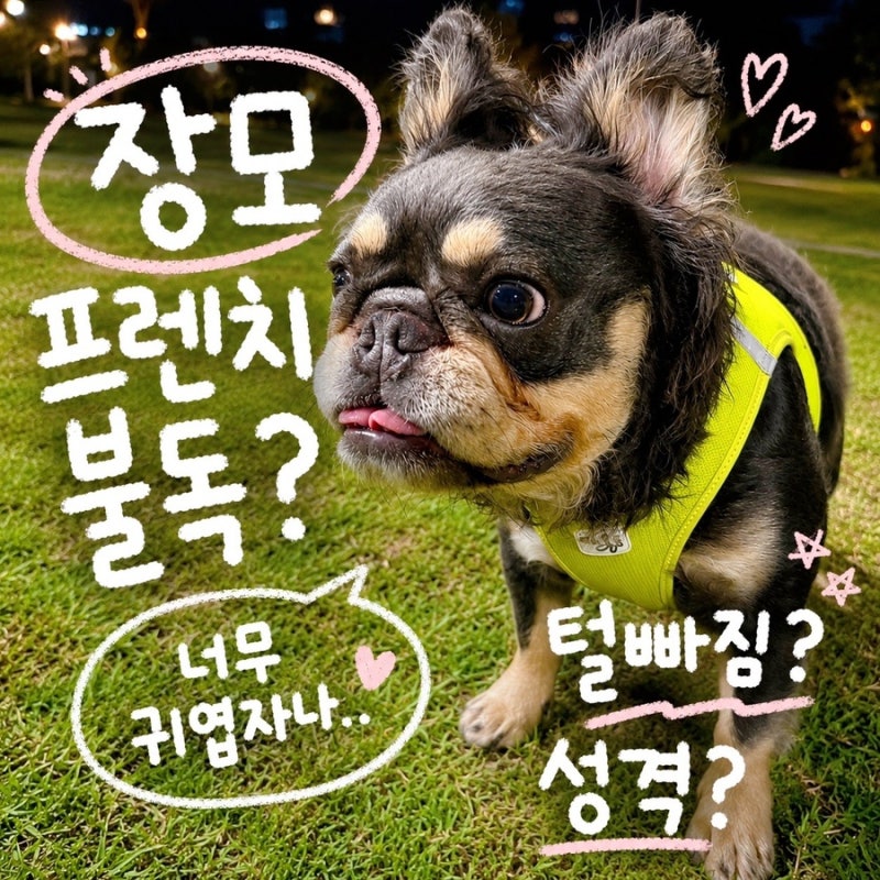 장모프렌치불독은 다른 불독 종류? 프렌치불독 털빠짐 성격 수명