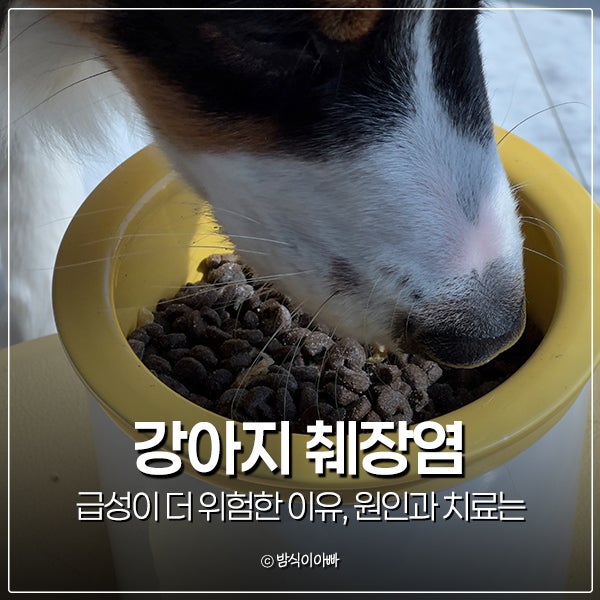 강아지 췌장염 급성이 더 위험한 이유, 원인과 치료는