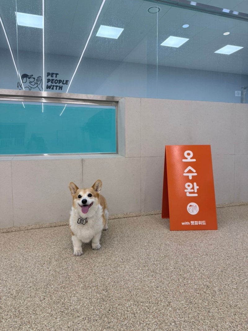 대구 최초 강아지 실내수영장, 구지면 '펫피위드' 대관 후기 (feat. 올데이룸)