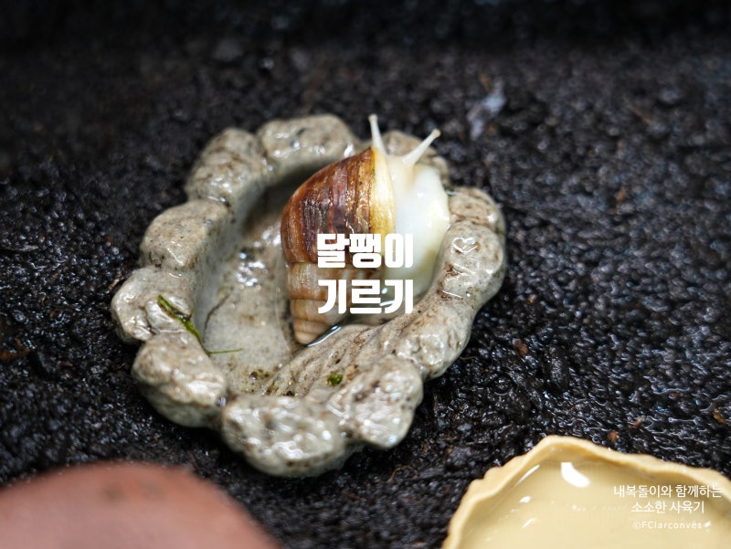 [백와 달팽이] 아프리카 왕달팽이 키우기, 사육장 세팅