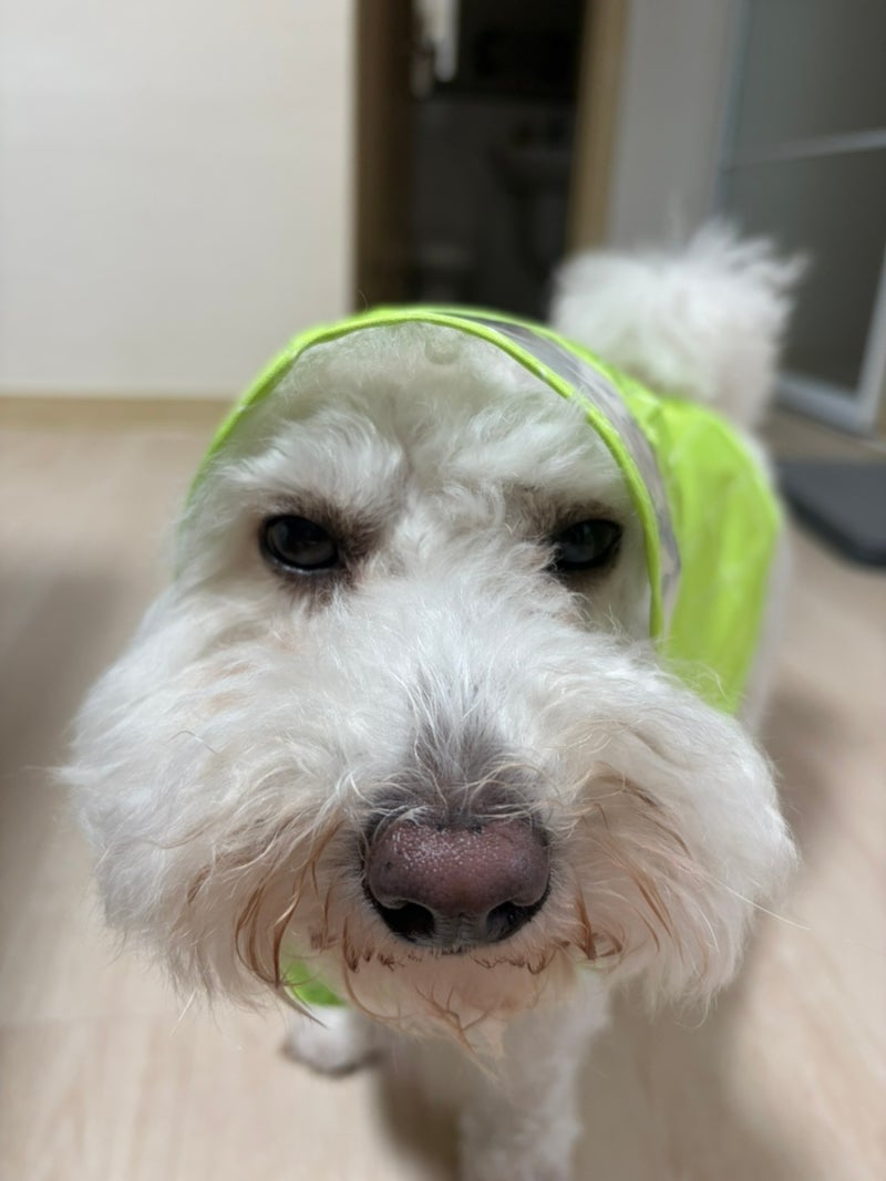 다이소 강아지 우비 | 강아지 우비