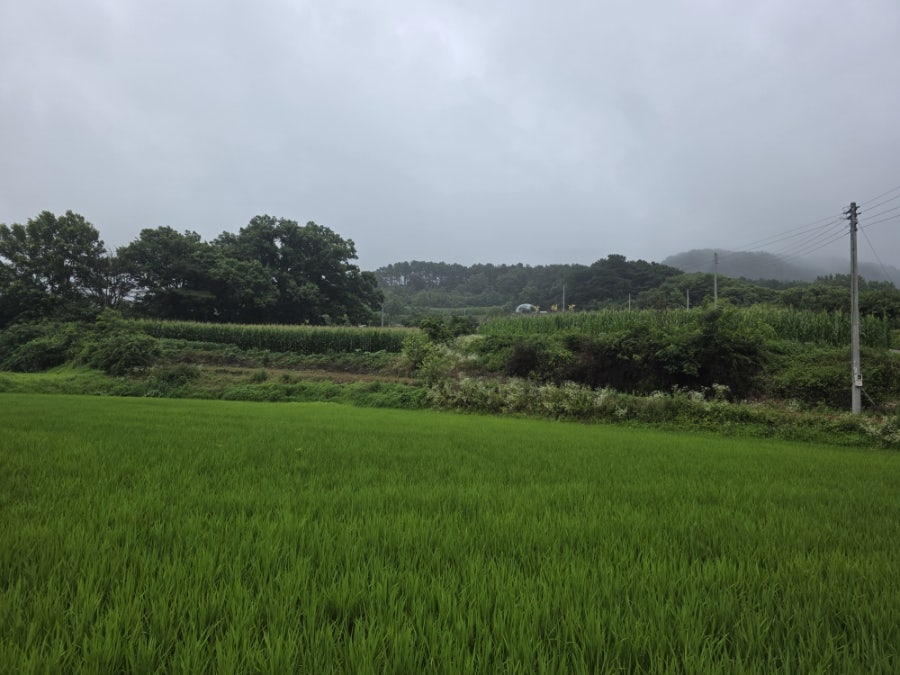 삼채가 사진 6