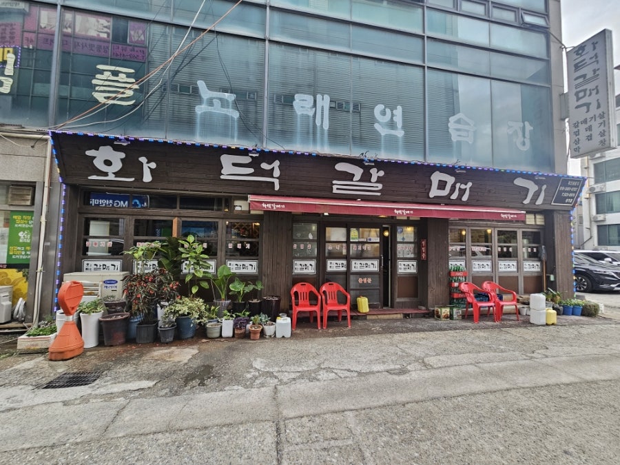화덕갈매기 사진 1