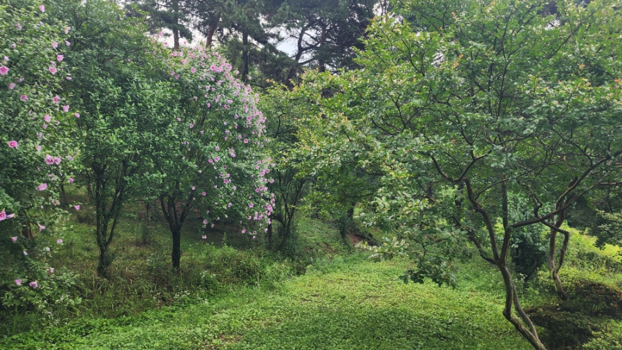 숲속의산책펜션 사진 1