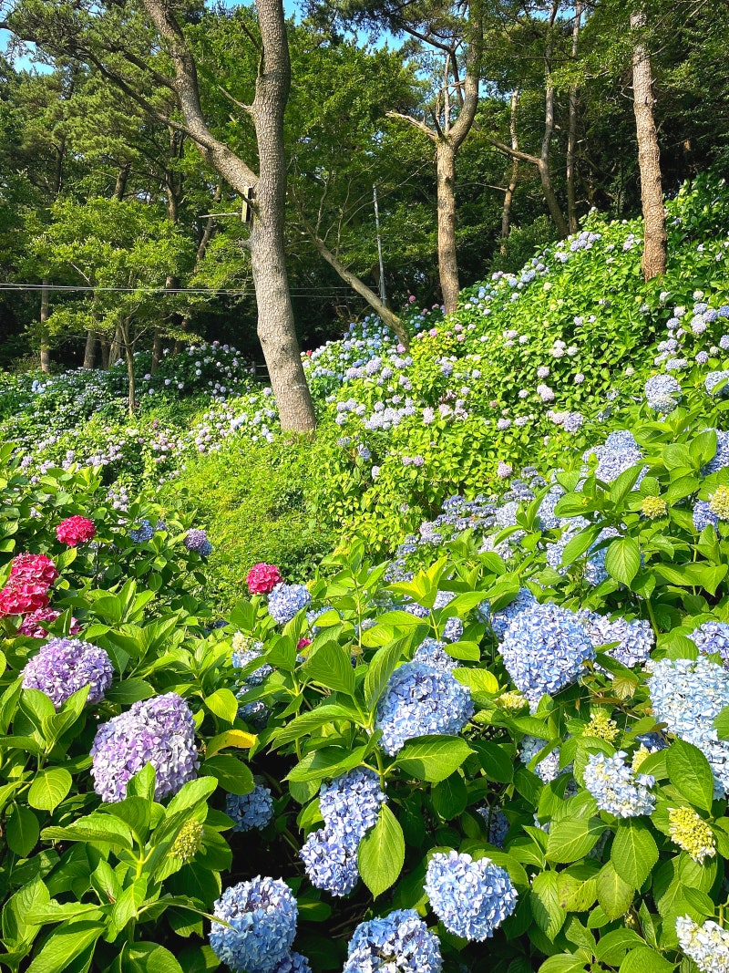 태종사 수국 부산 태종대 수국축제 영도 해녀촌