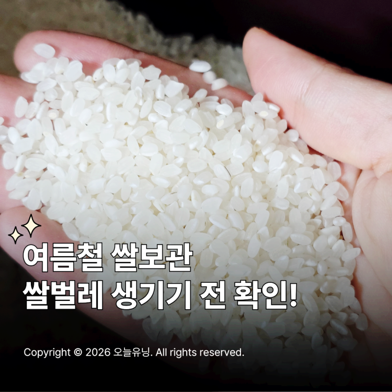 여름철 쌀보관법 쌀벌레 걱정 끝내는 초간단 방법