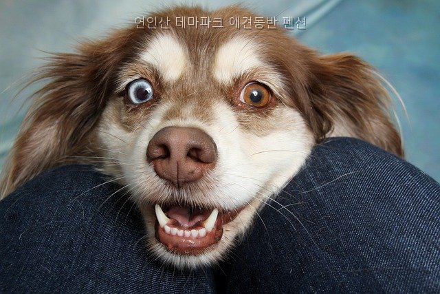 연인산테마파크애견동반펜션 사진 2