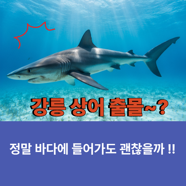 강릉 상어 출몰 정말 바다에 들어가도 괜찮을까