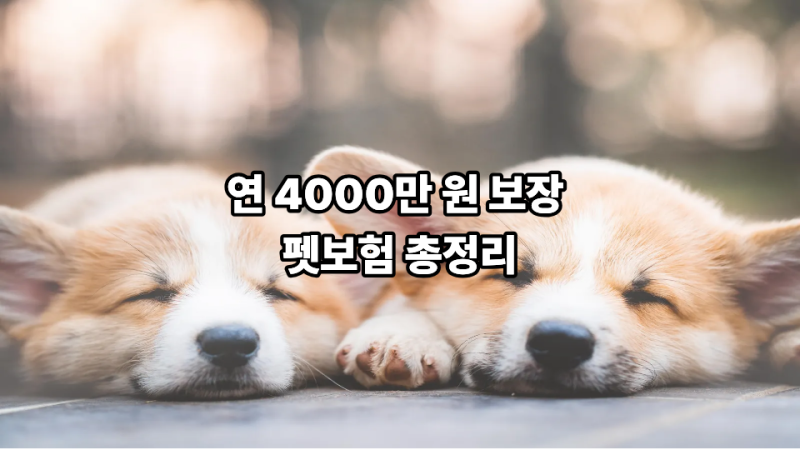 "우리 집 댕냥이 병원비 폭탄 이제 그만!" 연 4000만 원 보장 펫보험 총정리 (대상, 금액, 조건)