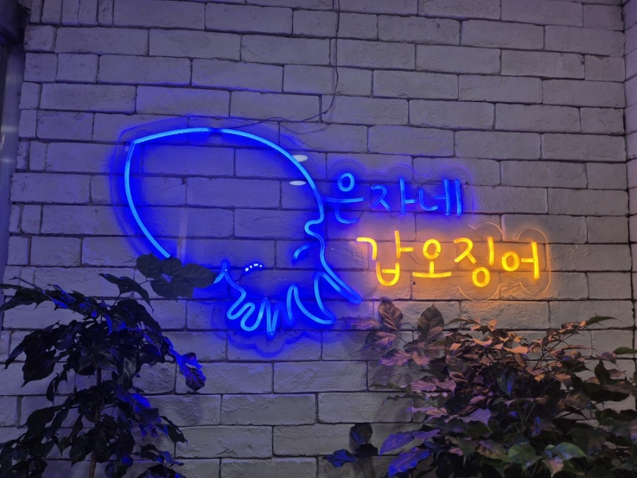 은자네갑오징어 사진 4