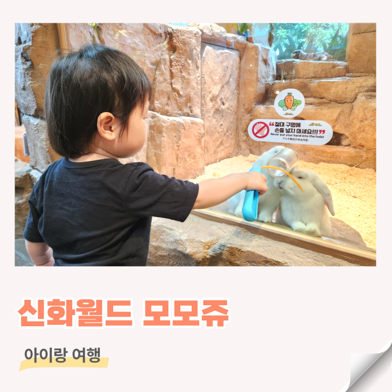 제주 신화월드 돌아기랑 가볼만한곳 신화월드 동물 체험 모모쥬