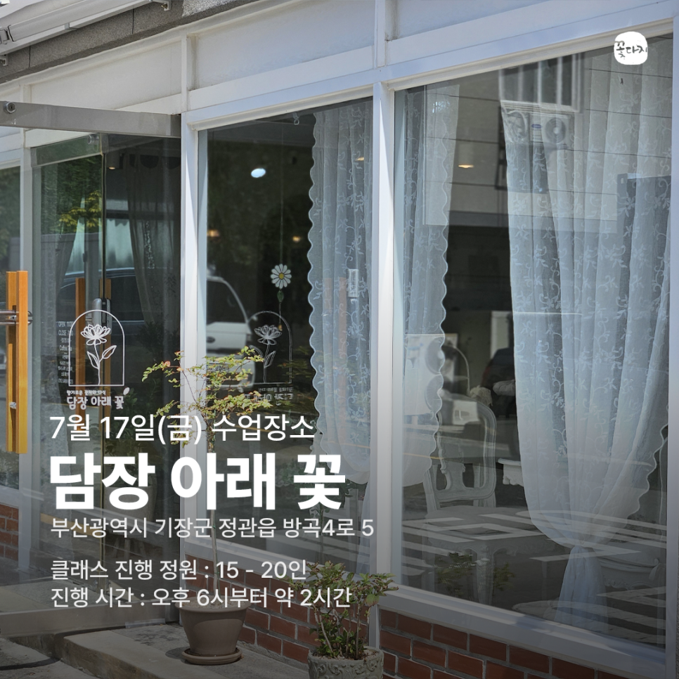 꽃다지 사진 3