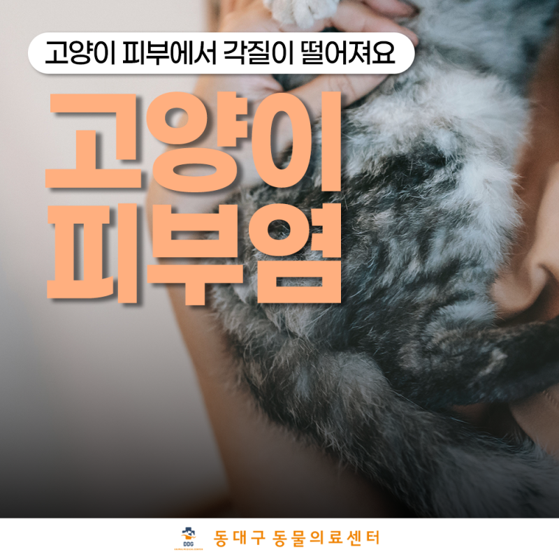 고양이 곰팡이 피부염, 재발 막으려면 '이 3가지' 반드시 지켜야 합니다