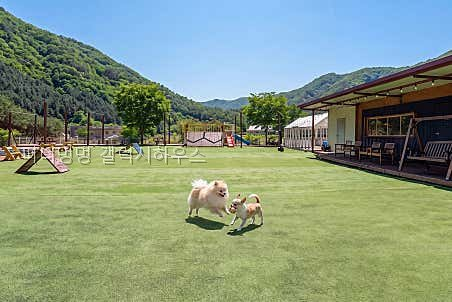 퍼니멍멍 애견키즈점 사진 5