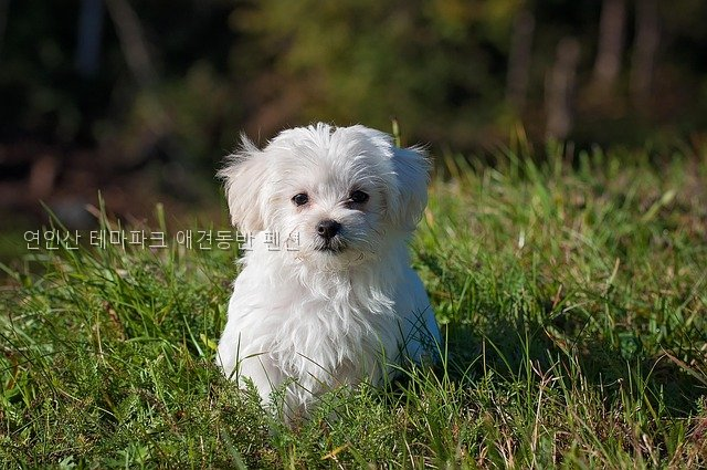 연인산테마파크애견동반펜션 사진 3