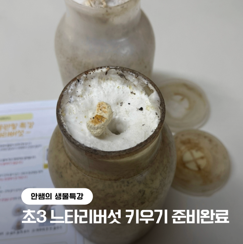 엄마표 과학 홈스쿨링 추천, 안쌤 생물관찰 특강 초3 - 느타리버섯 키우기 준비 완료!