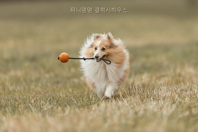 퍼니멍멍 애견키즈점 사진 3