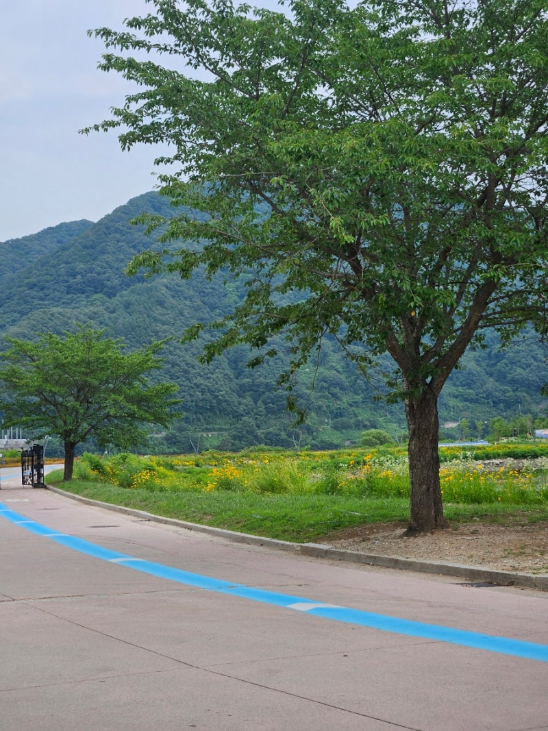 가평 자라섬 꽃 축제 끝난 뒤 실시간 후기, 꽃은 없지만 캠핑장은 만석