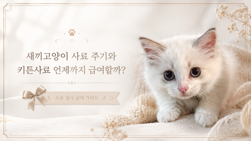새끼고양이 사료 주기와 횟수, 아기고양이 밥 몇 개월까지 키튼 사료 먹일까?