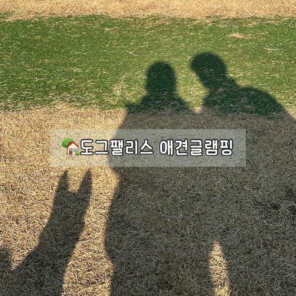 도그팰리스 사진 1