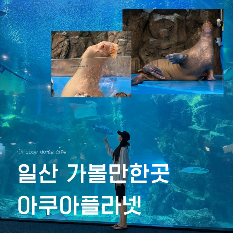 일산가볼만한곳 아쿠아플라넷 아쿠아리움 실내 아이와 가볼만한곳 추천