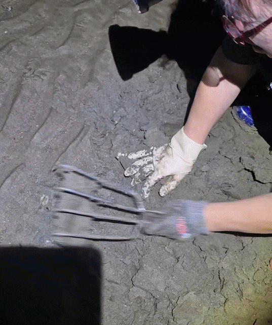부안 변산반도 해수욕장 갯벌에서 직접 캔 동죽으로 조개탕 끓이기, 쉬운 해감 팁