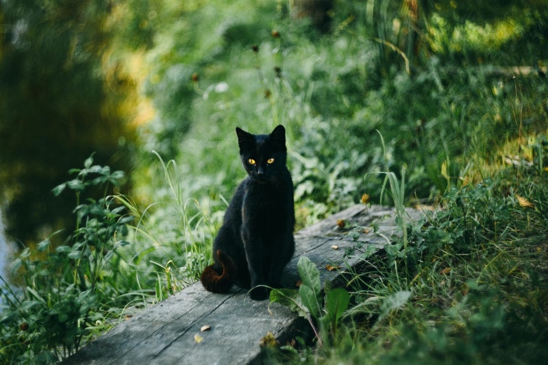 고양이 꿈 해몽｜검은 고양이부터 새끼 고양이까지