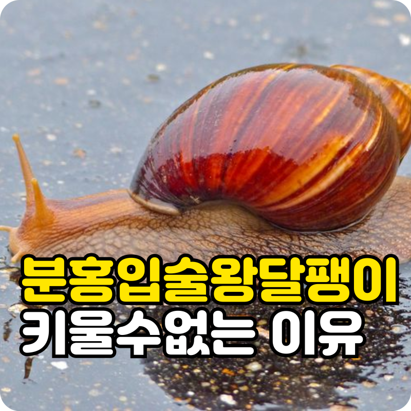 분홍입술왕달팽이 특징과 수명, 유입주의 생물인데 키워도 괜찮을까?