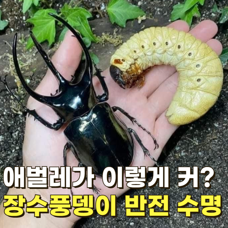 "채집 후 키우기 막막하다면?" 장수풍뎅이 키우기 수명과 여름철 유충 톱밥 관리법