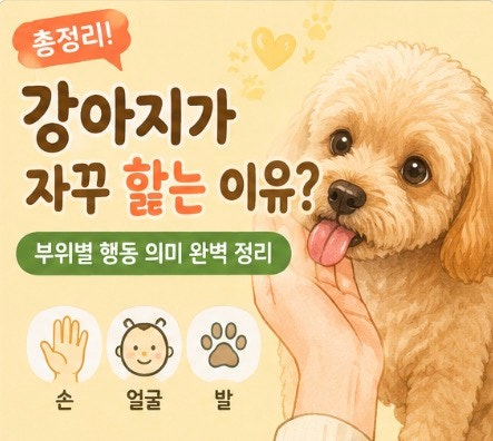 강아지 핥는 부위별 의미｜손, 얼굴, 발을 핥는 진짜 이유 총정리