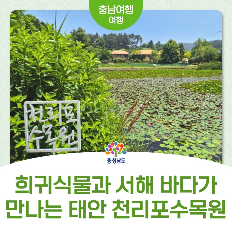 수국부터 바다 산책까지! 태안 천리포수목원 직접 다녀왔습니다