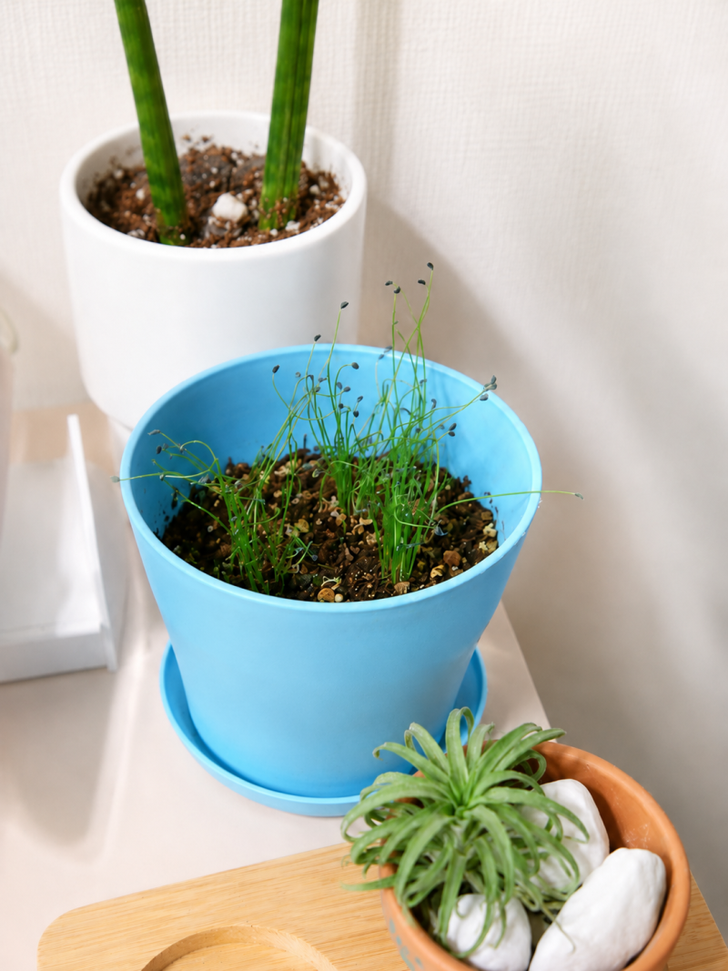 다이소 대파 씨앗 키우기 7일차, 다육이 흙으로 10cm 폭풍 성장