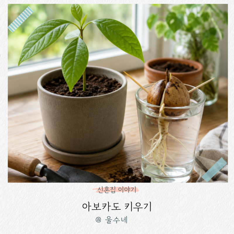 아보카도 키우기 후기 아보카도 심기 씨앗 발아 성공 방법은?