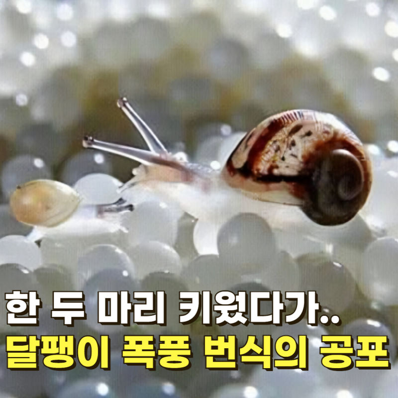 "알 폭탄 조심하세요!" 달팽이 키우기 수명과 흙 다이소 코코피트 주의점
