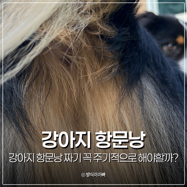 강아지 항문낭 짜기 꼭 주기적으로 해야할까?