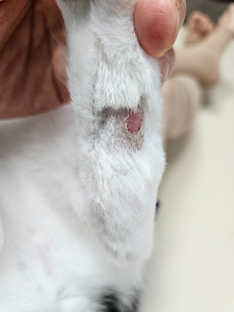 24시 사람앤동물병원 후기. 고양이 비만세포종 진단 과정 공개