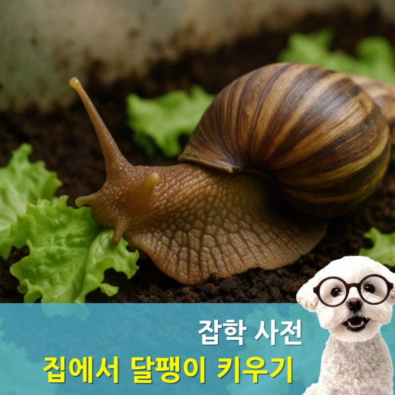 초보자 달팽이 키우기 백와달팽이 흑와달팽이 먹이 집만들기