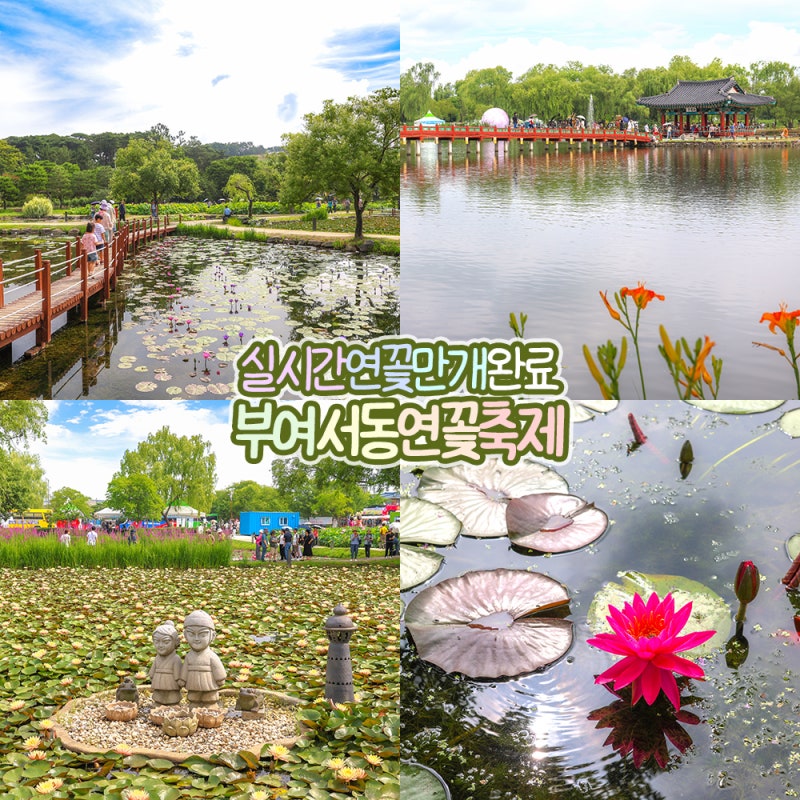 Buyeo Seodong Lotus Festival at Gungnamji: Real-time Lotus Bloom Status – A Must-Visit in Chungcheong-do