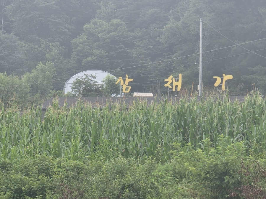 삼채가 사진 5