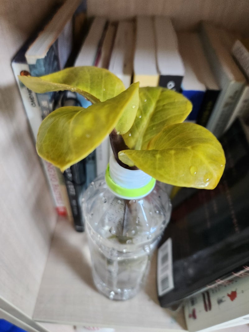 금전수 잎이 노랗게 변할때 수경재배 주의점과 식물 영양제 주는법