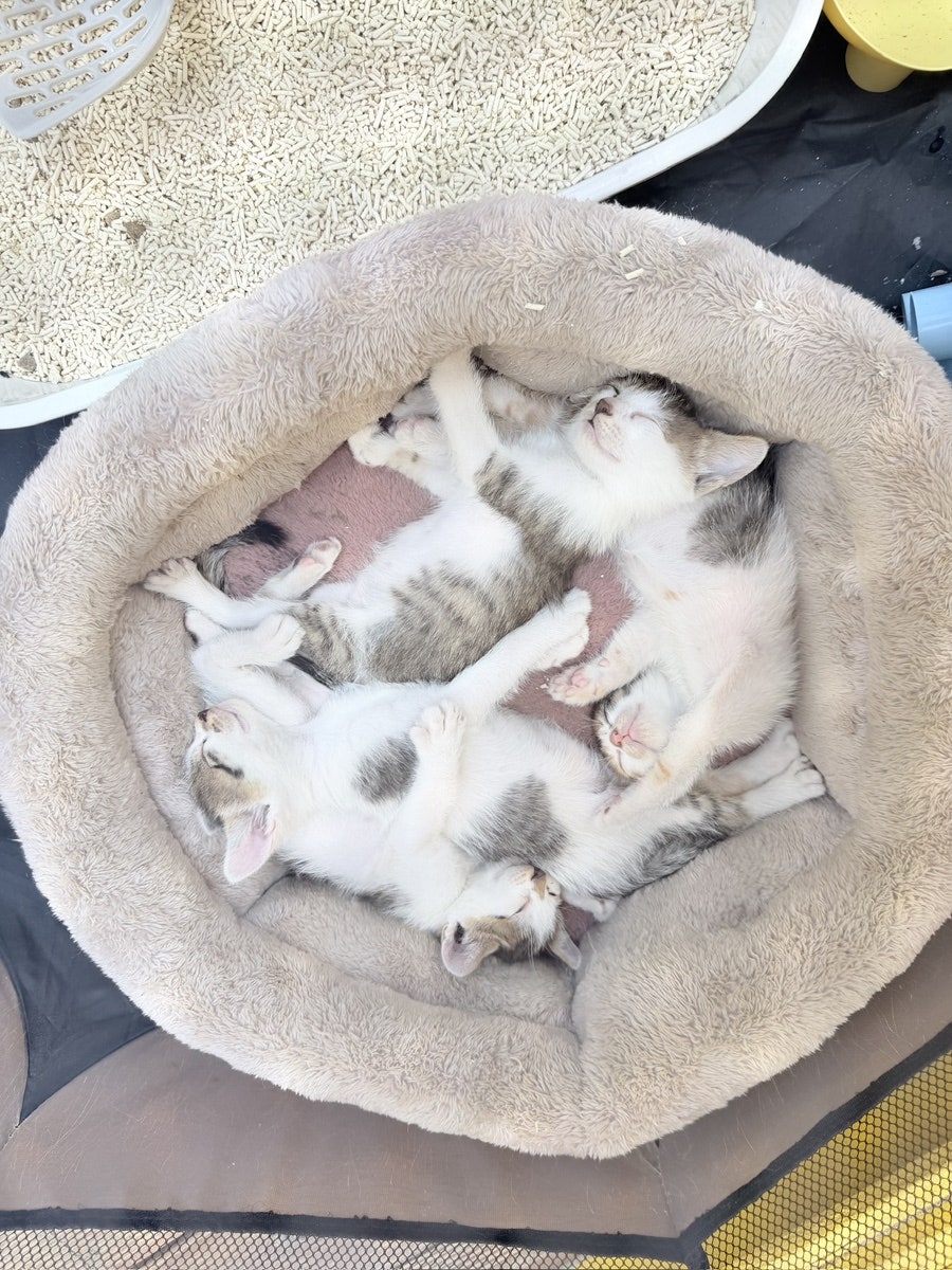 카페우디 사진 6