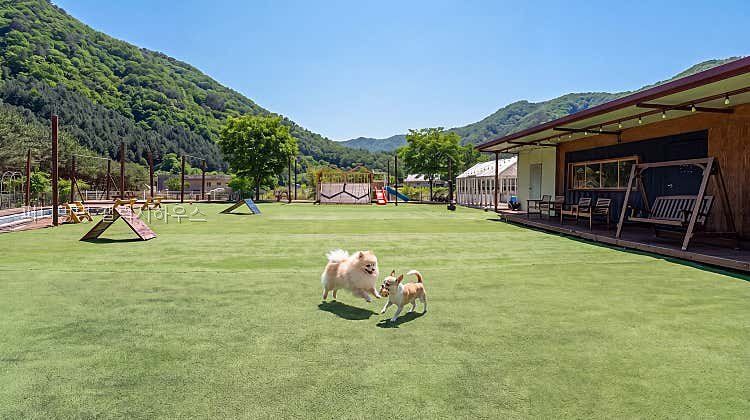 퍼니멍멍 애견키즈점 사진 1
