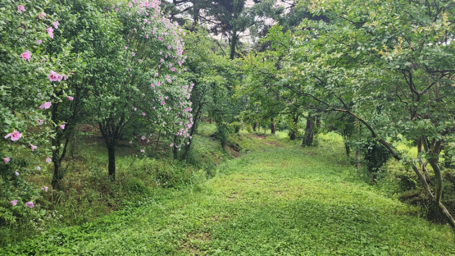 숲속의산책펜션 사진 4