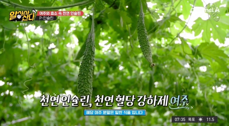 여주 발효 효소 효능! 혈당 관리와 체지방 감소에 도움 되는 이유 - 알아야 산다