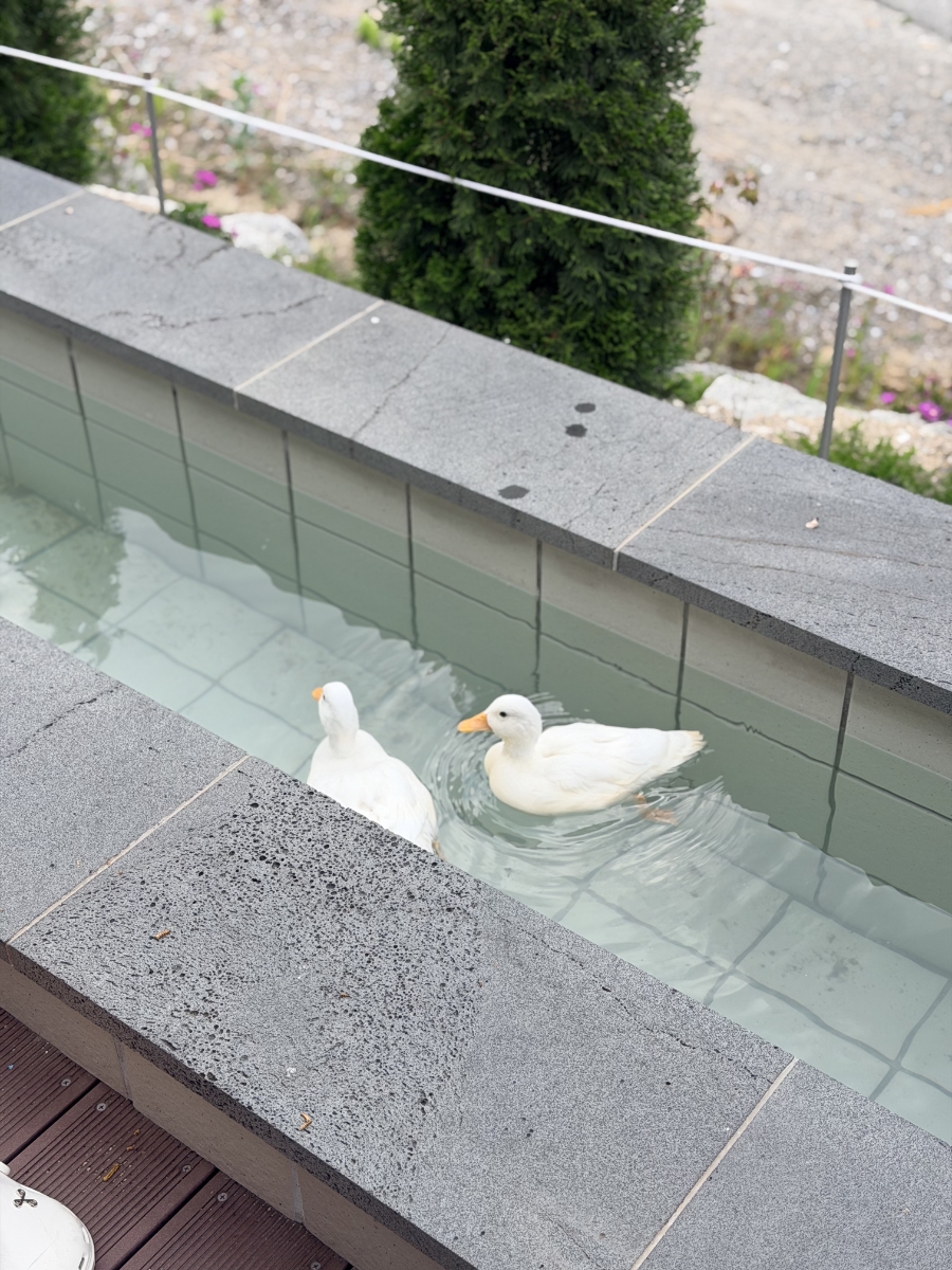 배짱좋은오리 사진 4